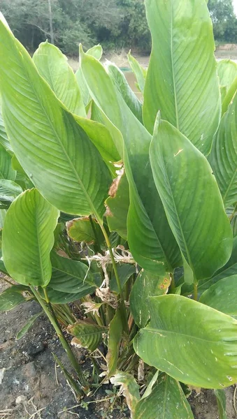 green leaves of a banana tree