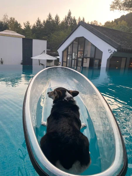 在游泳池里的狗 — 图库照片