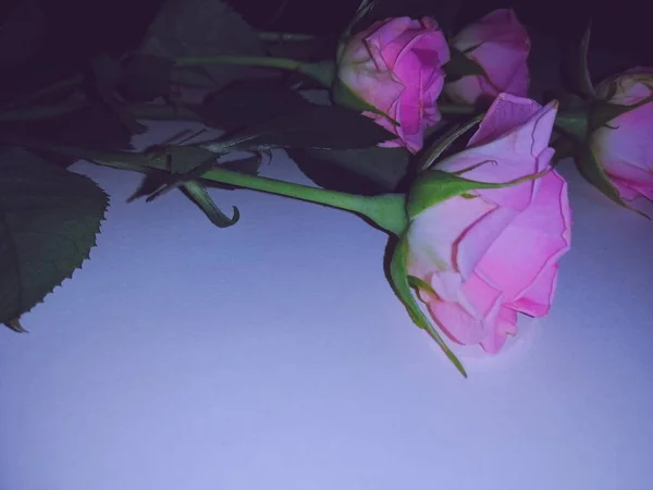 beautiful pink roses on a dark background