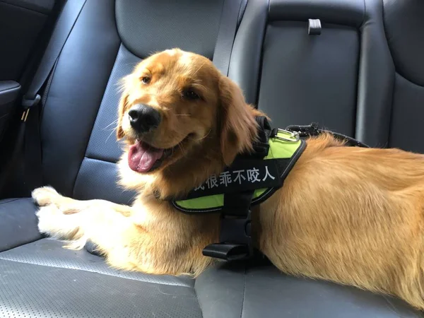 dog sitting on the car seat