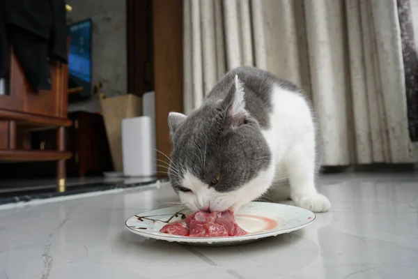 cat eating food in the kitchen