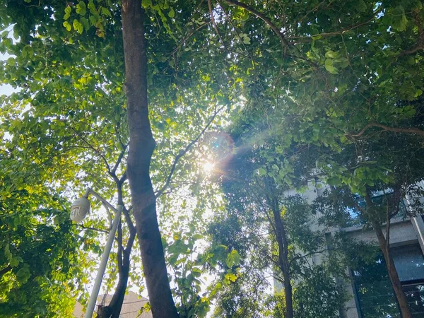 stock image beautiful view of the forest in the morning