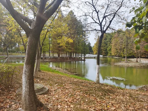 autumn landscape with trees and leaves