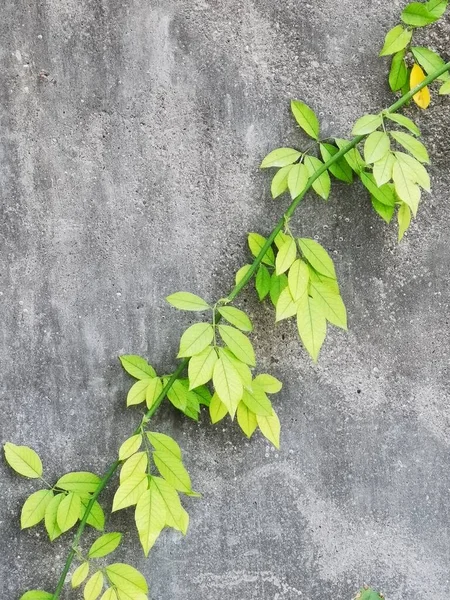 green leaves on a concrete wall. top view.
