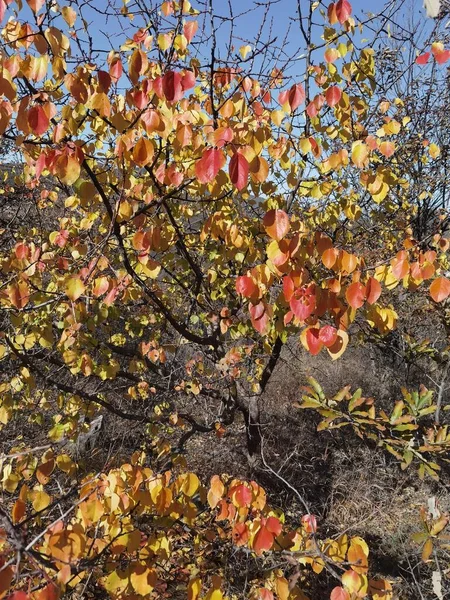 autumn leaves, fall season flora