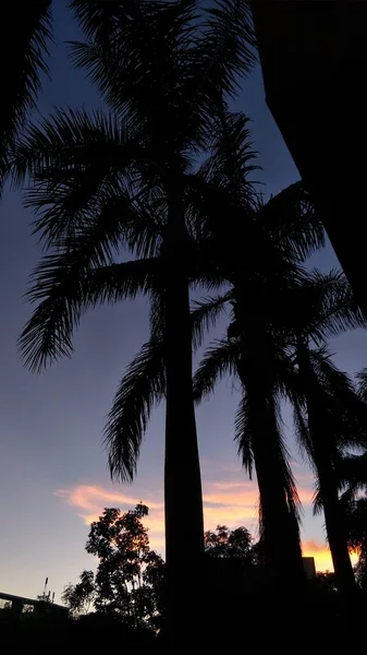 palm tree at sunset, california, usa