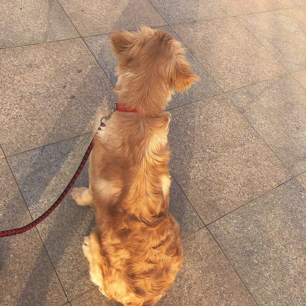 stock image dog on the street