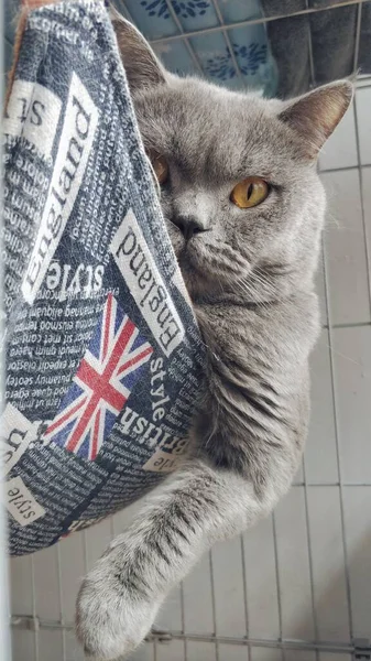 british shorthair cat with a flag of scotland