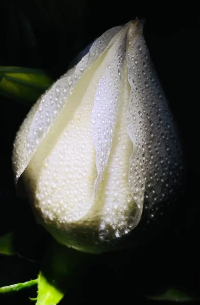beautiful white flower with dew drops on black background