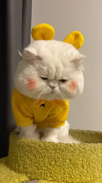 cute cat with a yellow rabbit