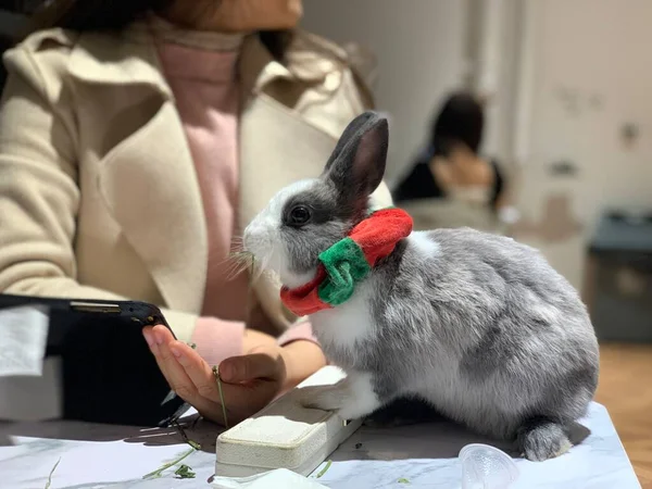 a young woman with a rabbit in the hands of a cat