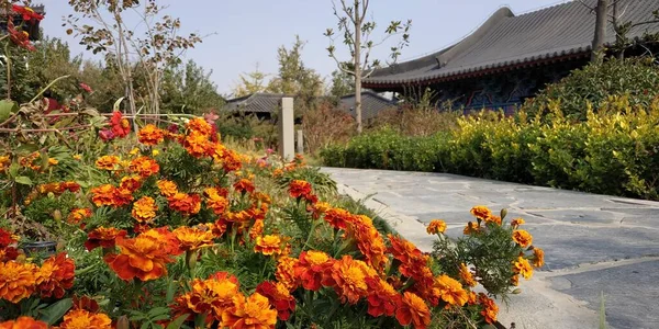 beautiful autumn garden with flowers