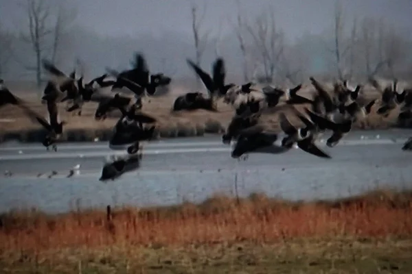flock of wild geese in the sky