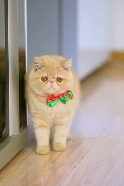 cute cat with a toy kitten