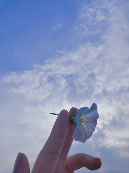 hand holding a flower in the sky