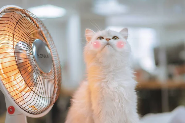 white cat with a brush on the background