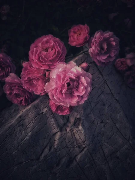 beautiful pink roses on a dark background