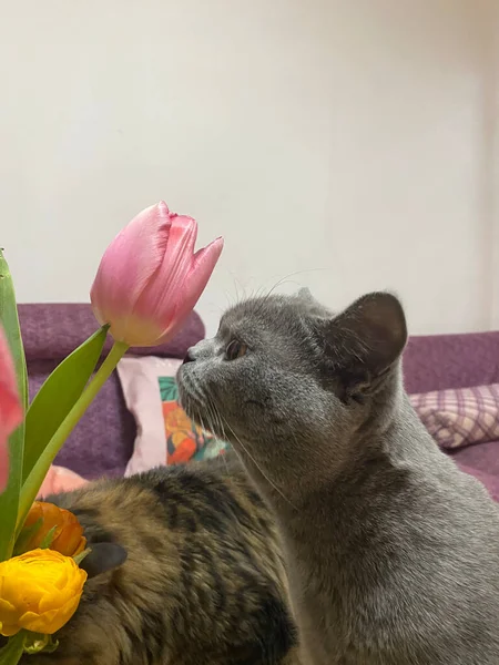 beautiful cat with flowers on the windowsill