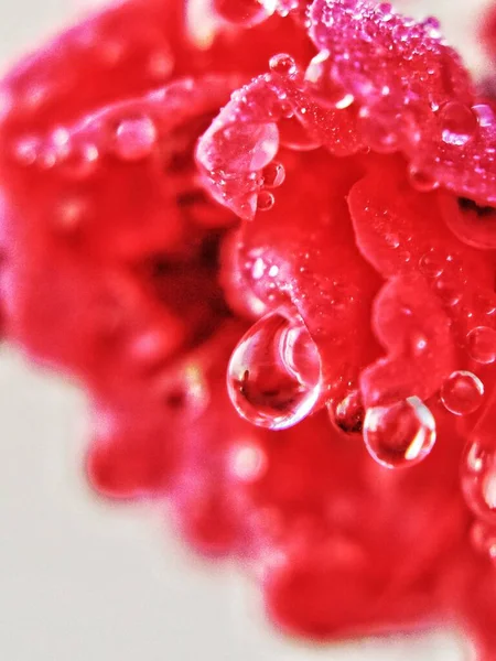 red rose with water drops