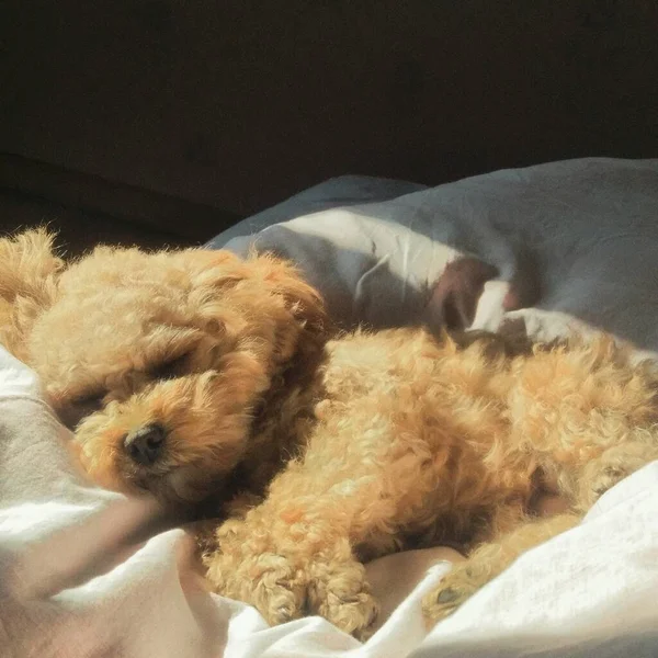 dog sleeping on the bed