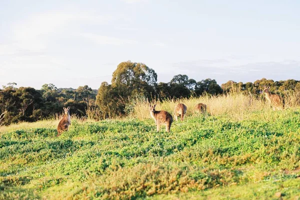 a herd of wild animals in the savannah of kenya