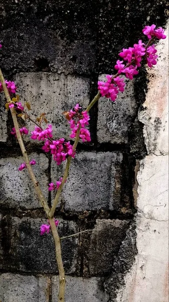old brick wall with flowers