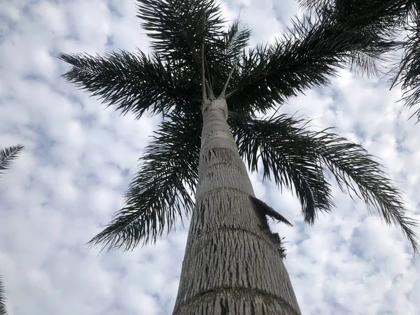 palm tree in the forest