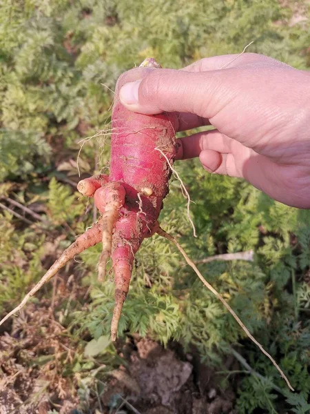 close up of a red beet in the garden