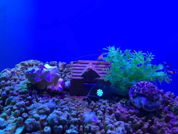 beautiful underwater world of fish in aquarium