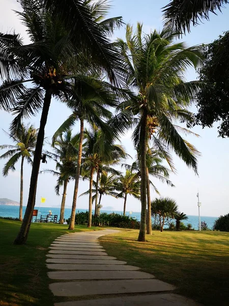 palm trees in the park