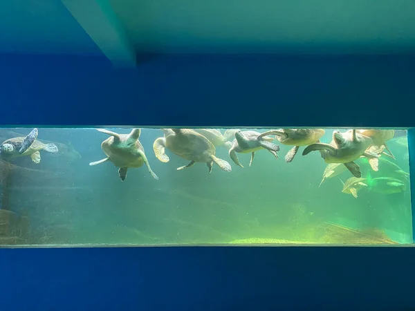 underwater view of a beautiful aquarium