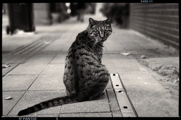 black and white cat sitting on the street