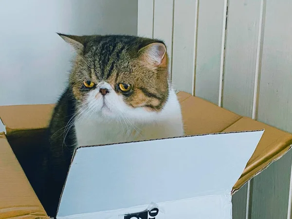 cat in the box