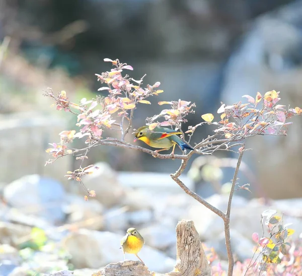 bird in the garden