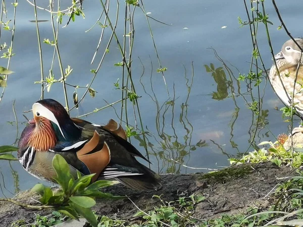 beautiful bird in the lake