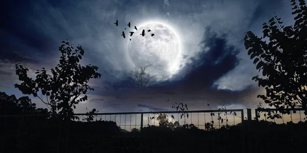 beautiful night sky with moon and trees