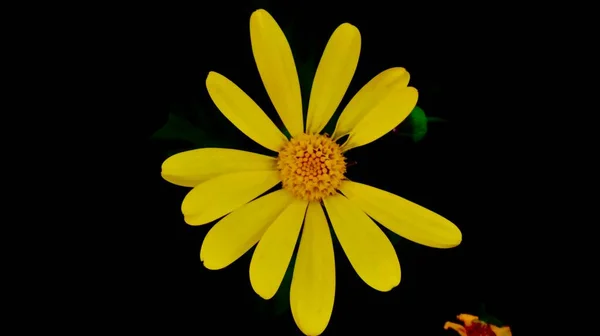 beautiful yellow flower on black background