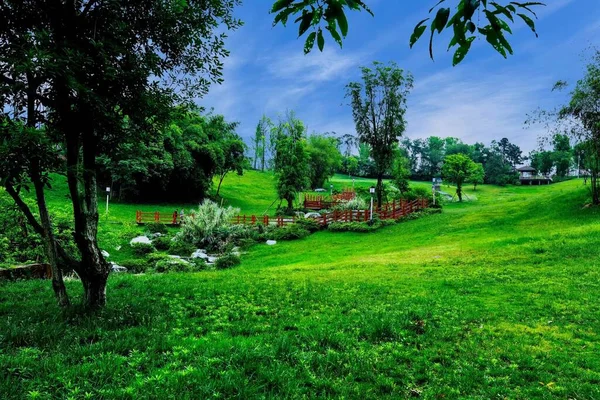 beautiful landscape with a green lawn and a tree