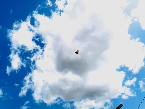 flying bird in the sky