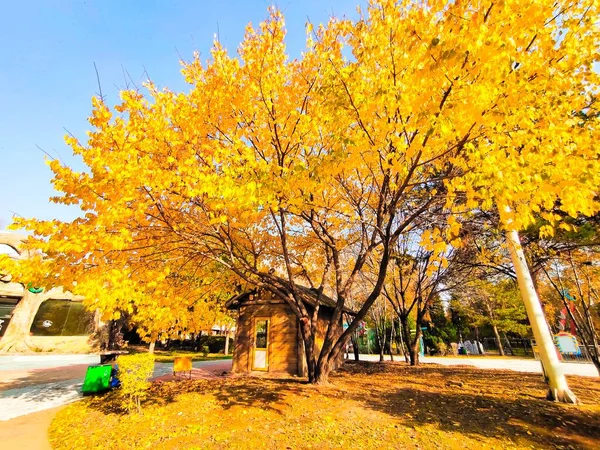 autumn landscape with colorful trees and leaves