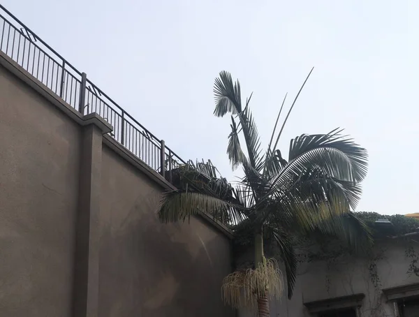 palm trees in the city of barcelona