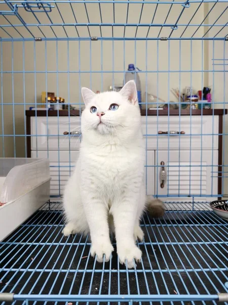 white cat in the cage