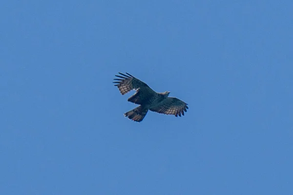 flying bird in the sky