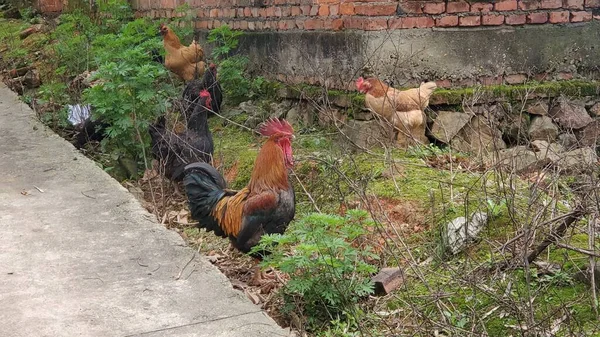 a group of cute domestic animals