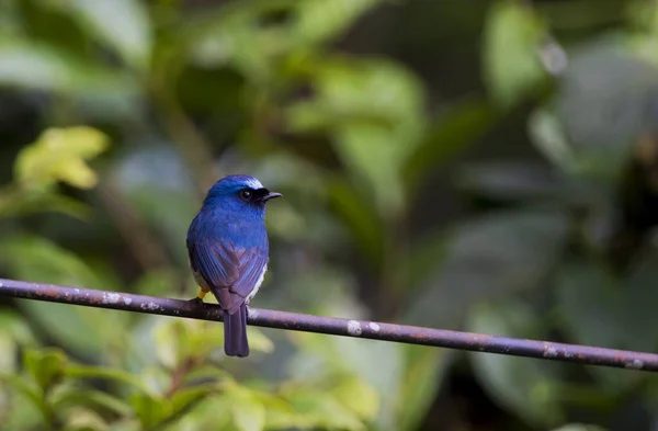 a blue bird is sitting on a branch of a tree in the forest