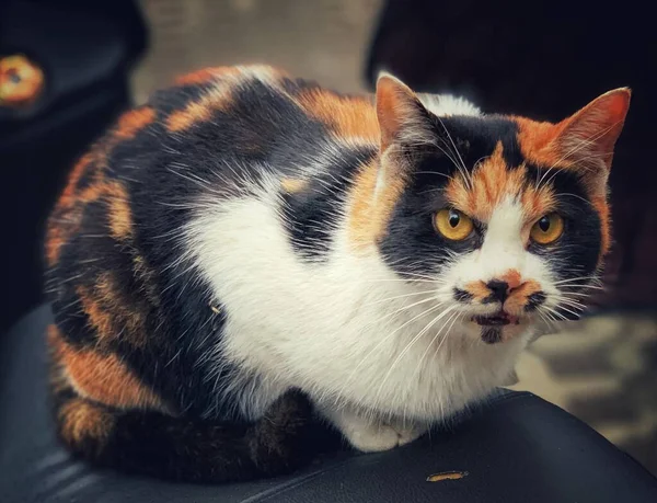 cat with a black and white color