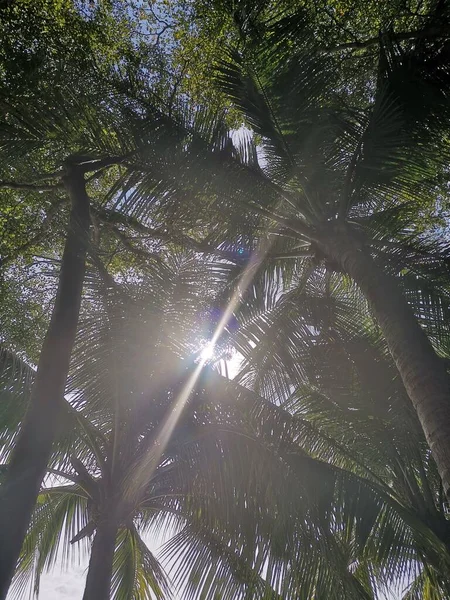 palm trees in the forest