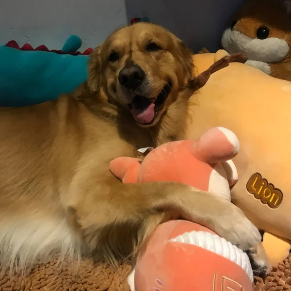 dog with a ball on the bed