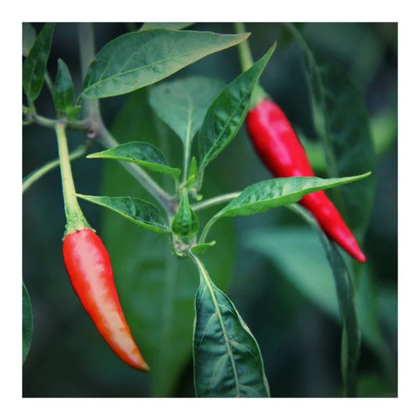 green hot chili peppers in the garden