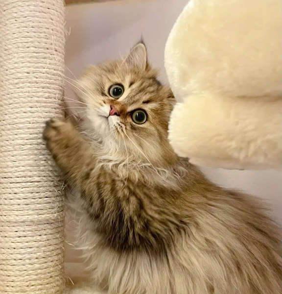 cute cat with a white fluffy hair